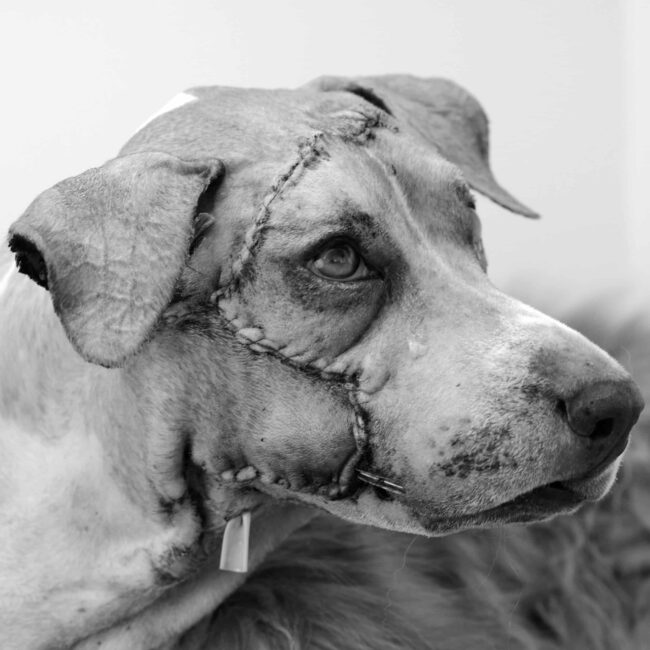 Chirurgie carcinomogique