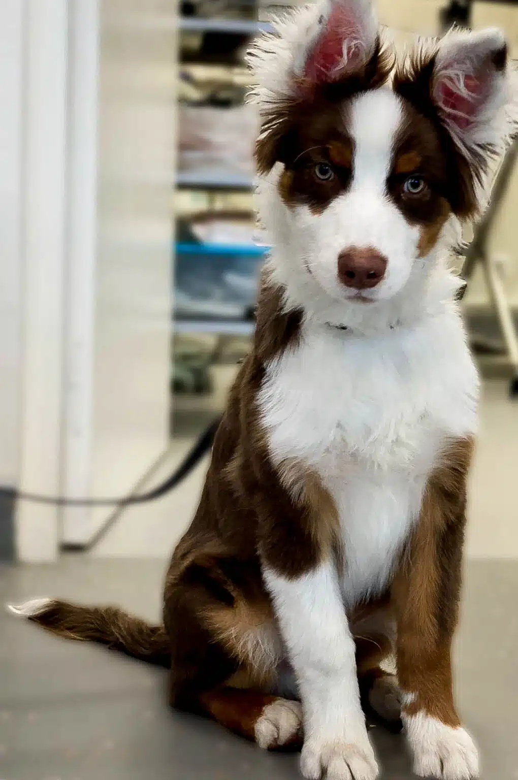 chiot marron et blanc mignon en salle d'hospitalisation