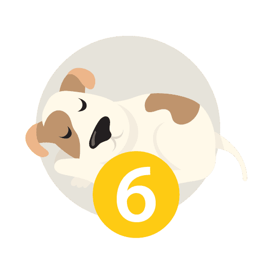 étape 6 urgences vétérinaires