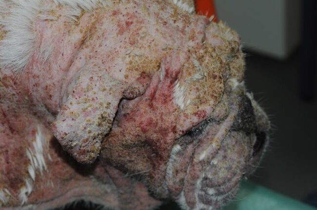 49360176512_8a10bd1e25_c