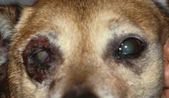 Dermatite de contact à un collyre dermatite de contact, paupière