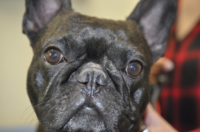 bouledogue français bouledogue français